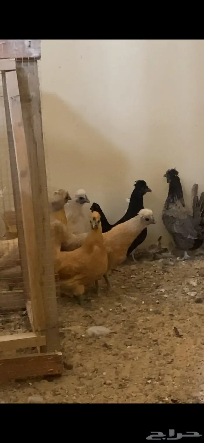 دجاج حباحب 4