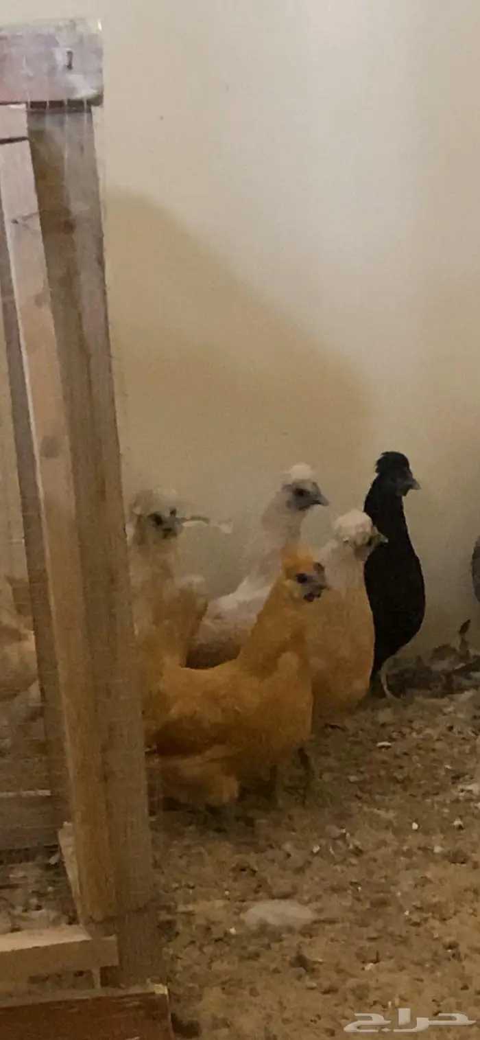 دجاج حباحب 11