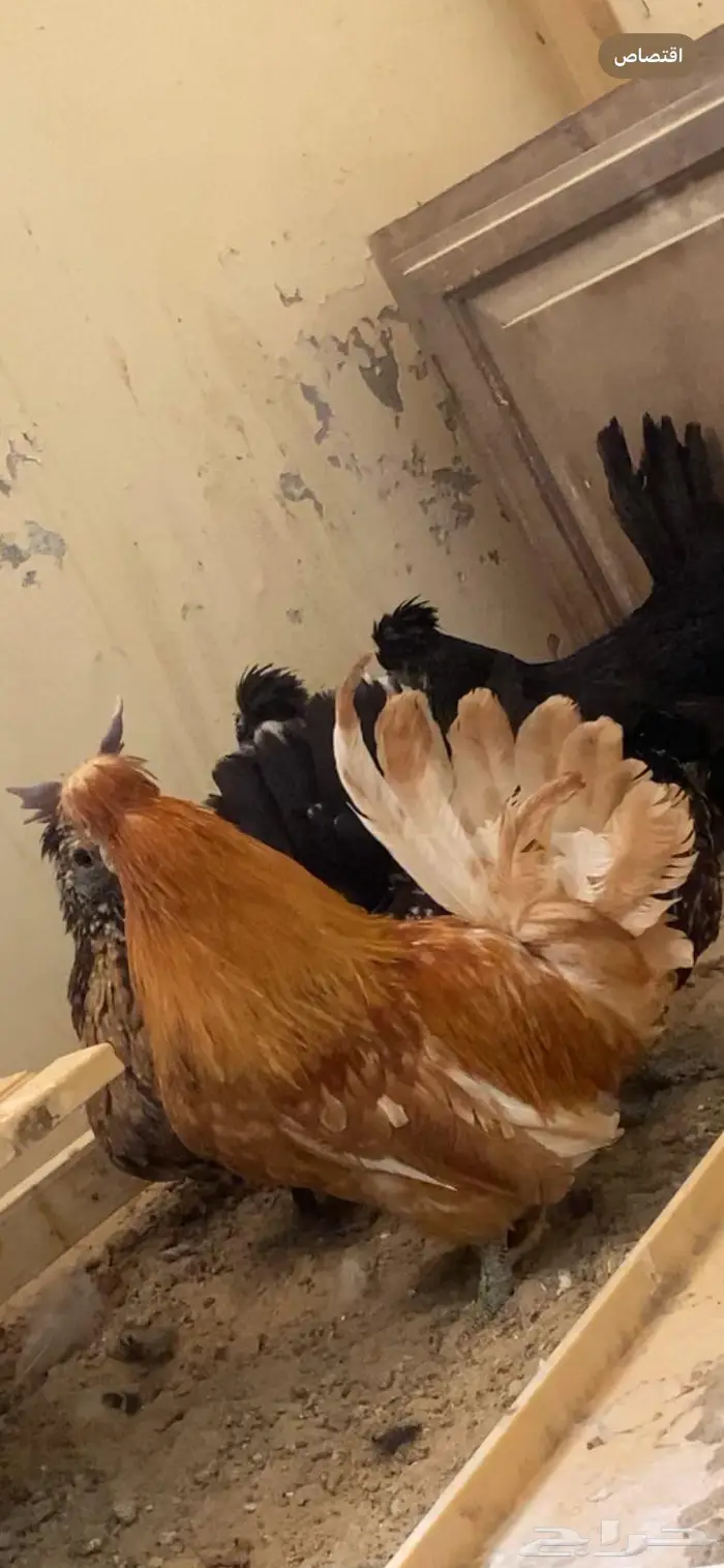 دجاج حباحب 15