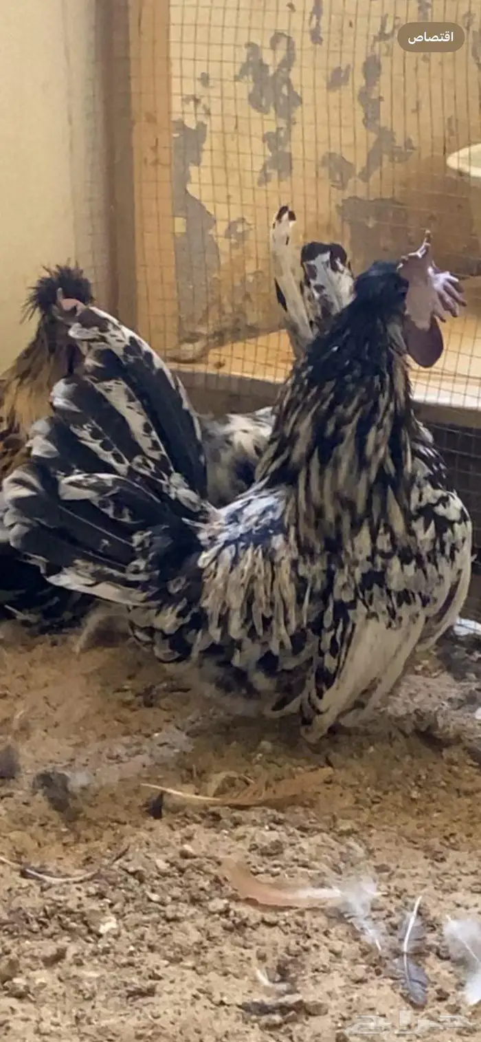 دجاج حباحب 22