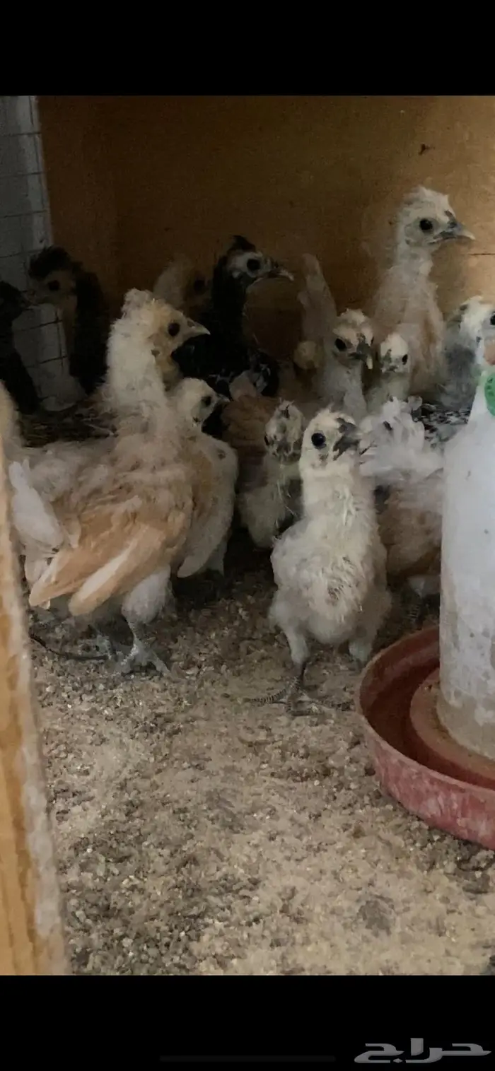 دجاج حباحب 2