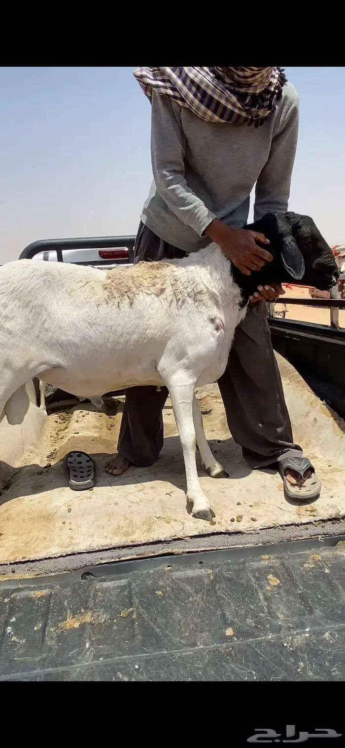 شياه برابر بفحلها 0