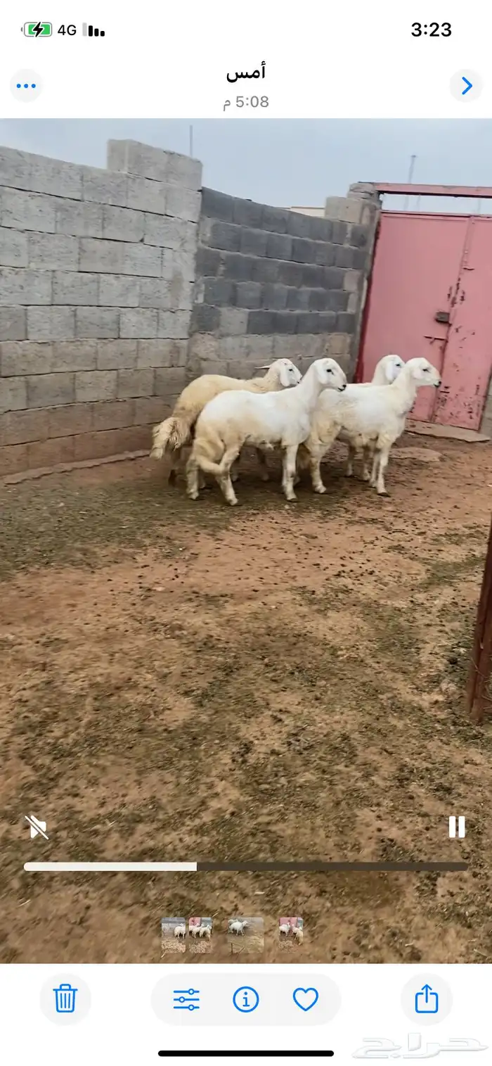 خرفان للبيع مبادي فل شحم بدون مسمنات على شعير وبرسيم اخضر 2