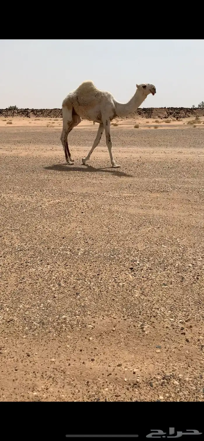 قعود حوار اوضح على صدام ابن قريع 4