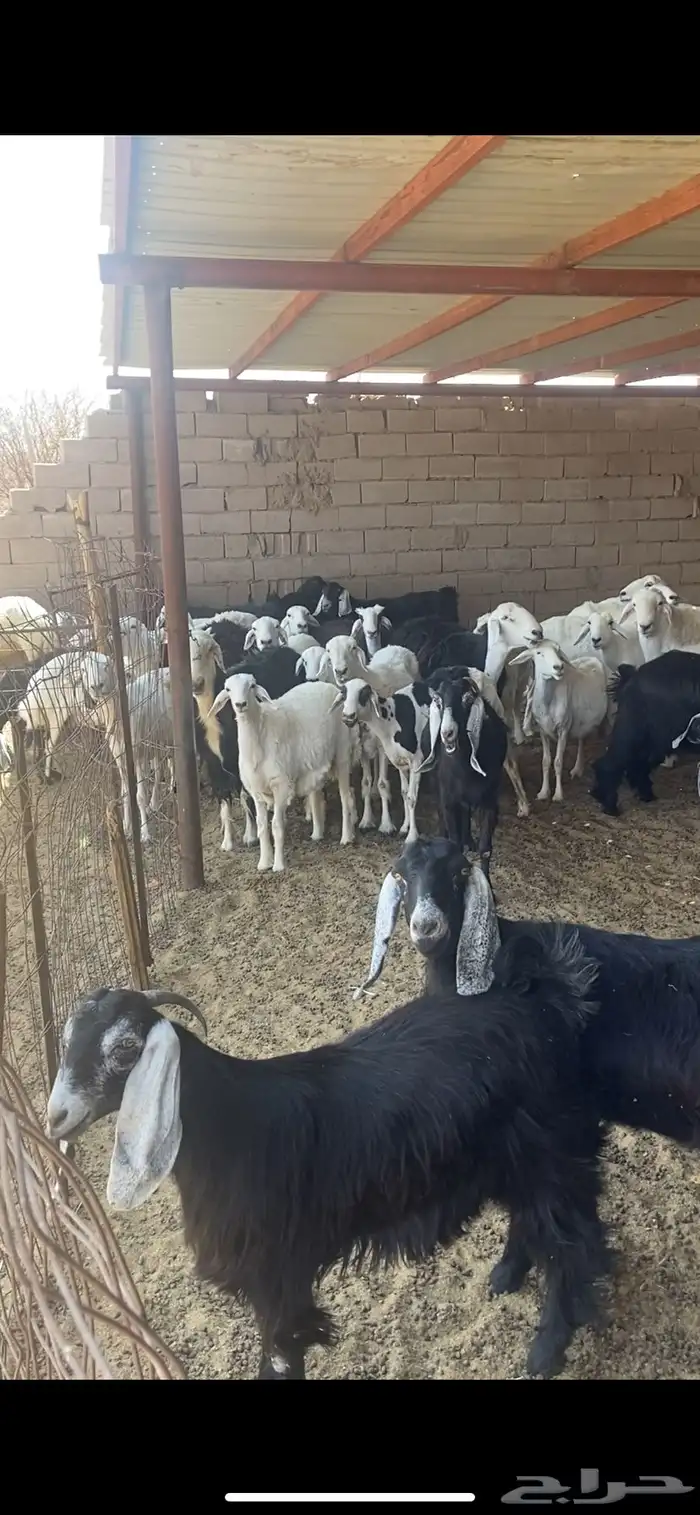 للبيع مراح عدد 44 1