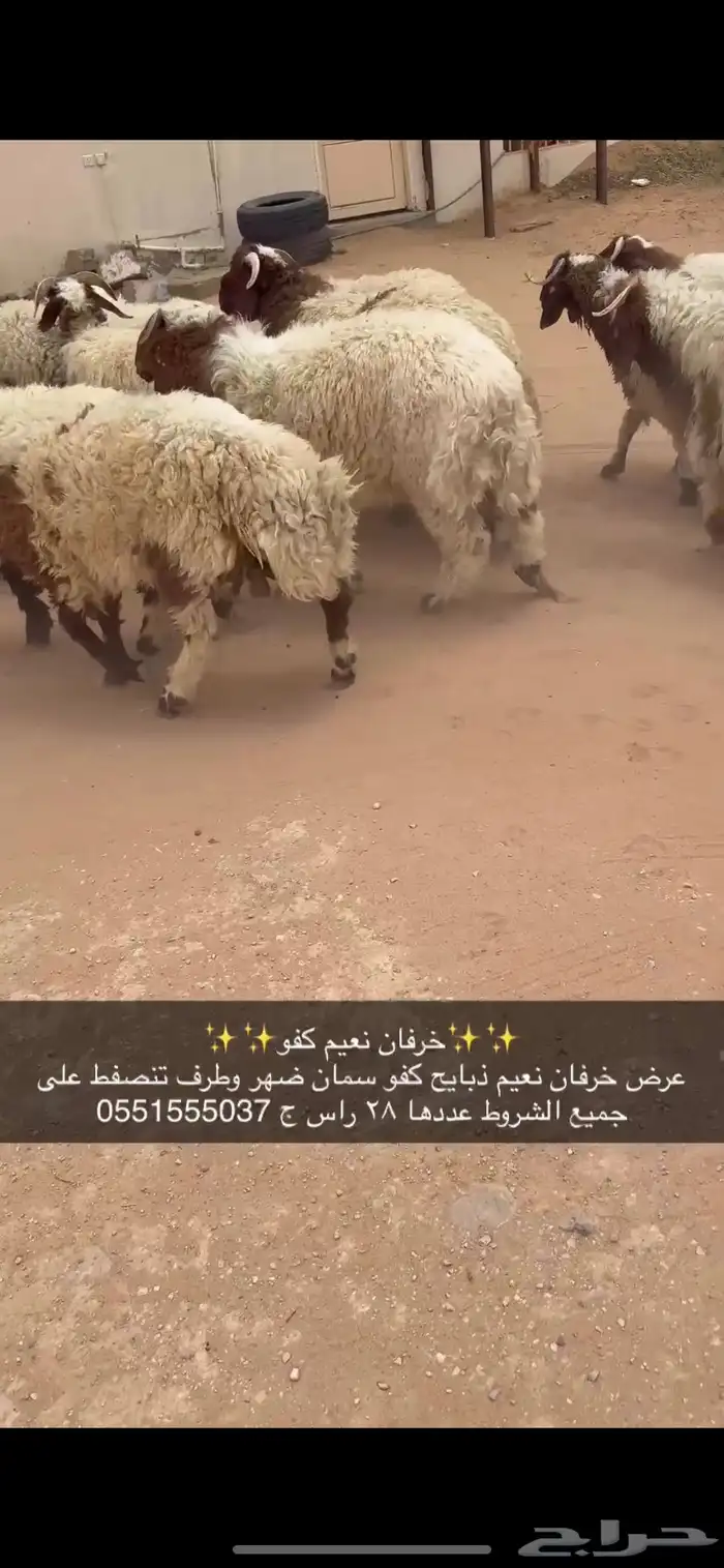 خرفان نعيم كفو 2
