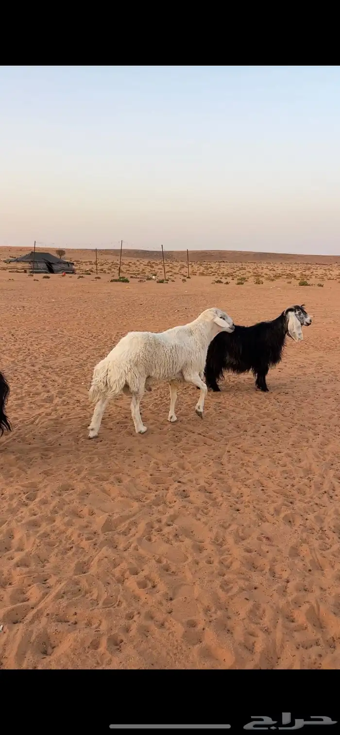 فحول حريات 0