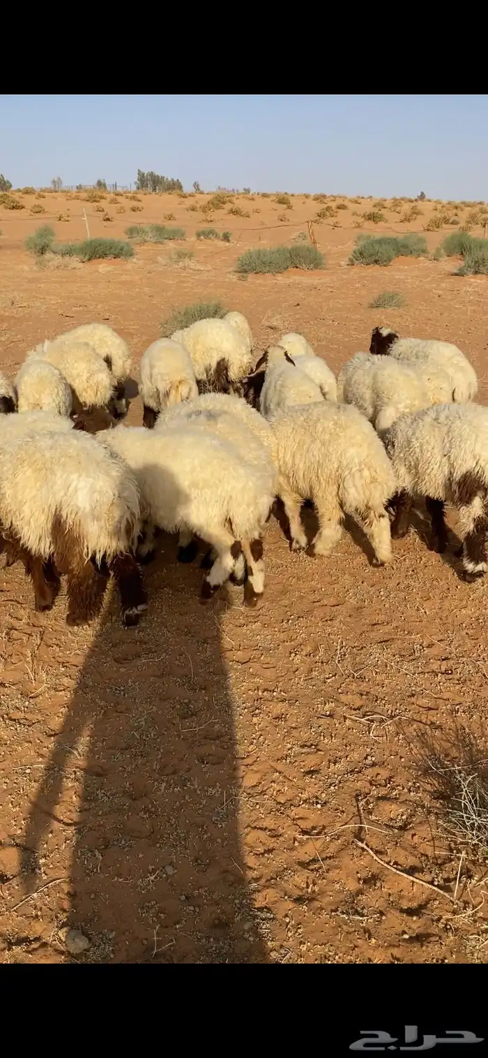خرفان نعيم 4