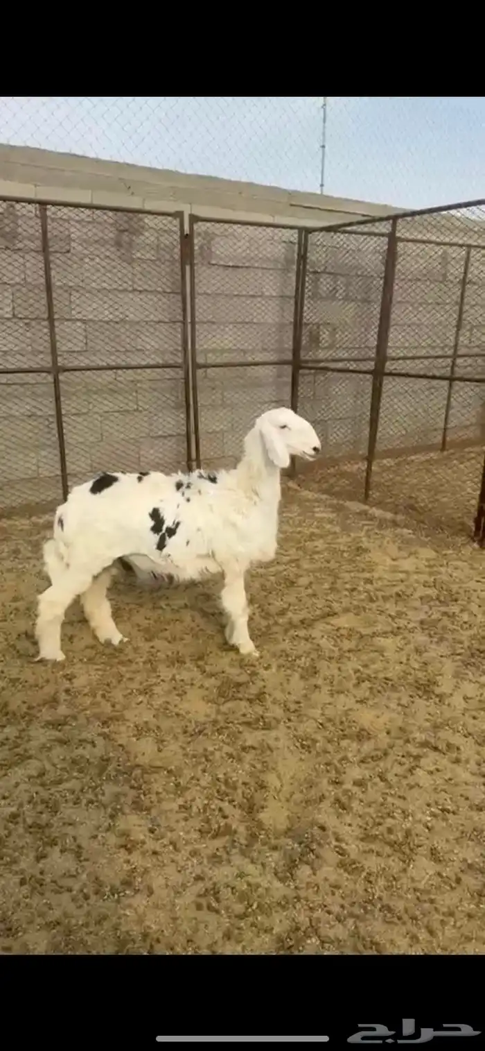 جذعه سمين للبيع 1