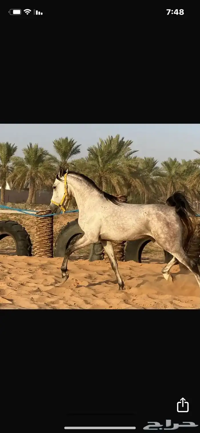 خيل شعبي للبيع 1