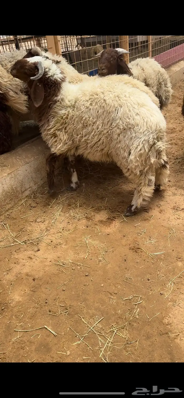 خرفان نعيم كفو 5