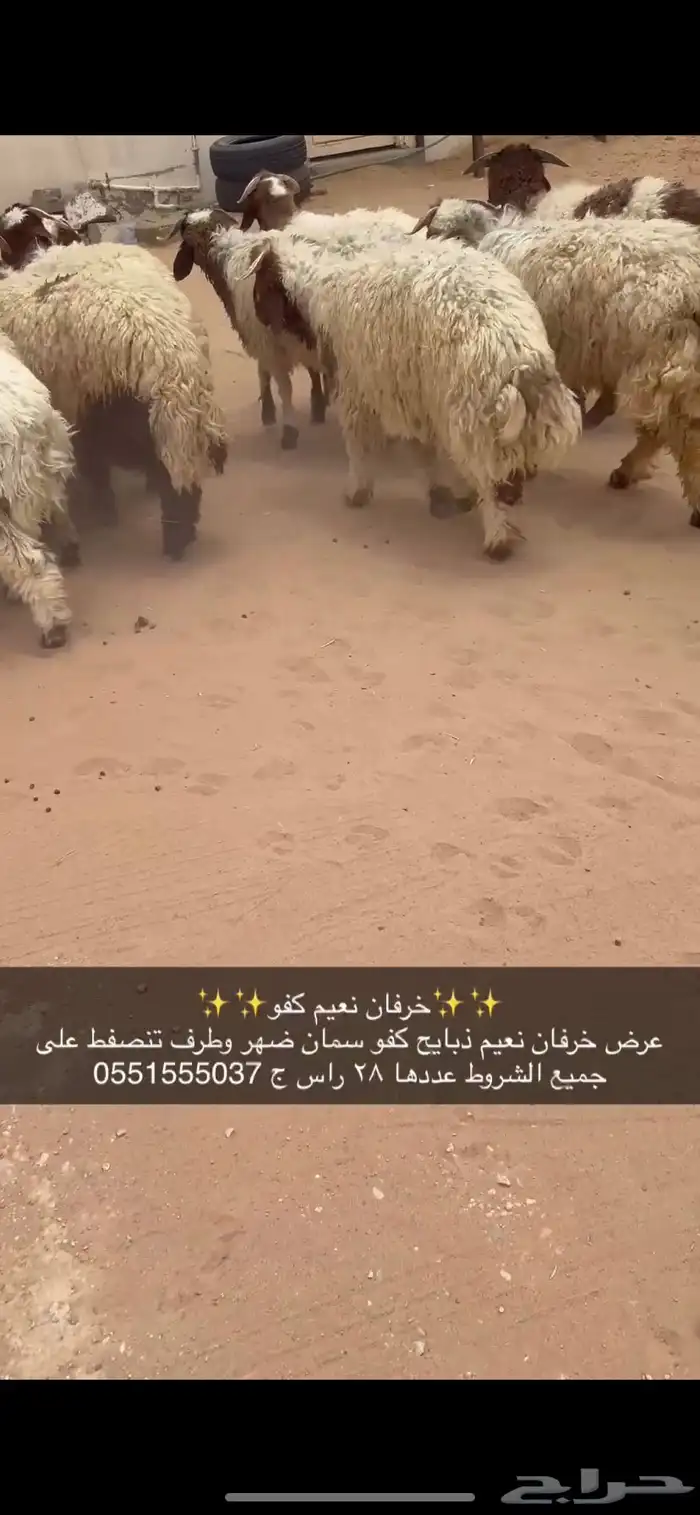 خرفان نعيم كفو 0