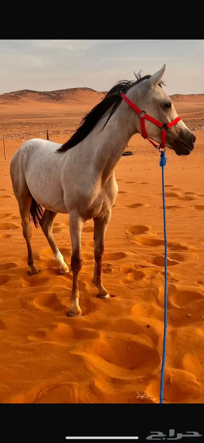 مهر واهو شيخ 1