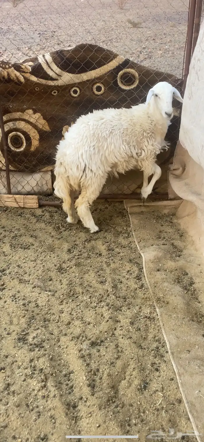 رخل ذبيحه جذعه 0