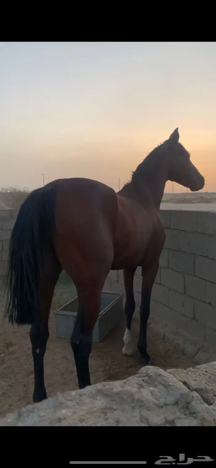 حصان شعبي سبوقق 1