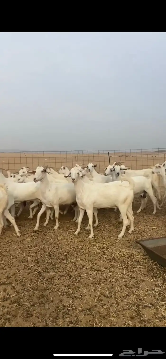 معزا برص صنف الصنف مراح واحد جنب 7