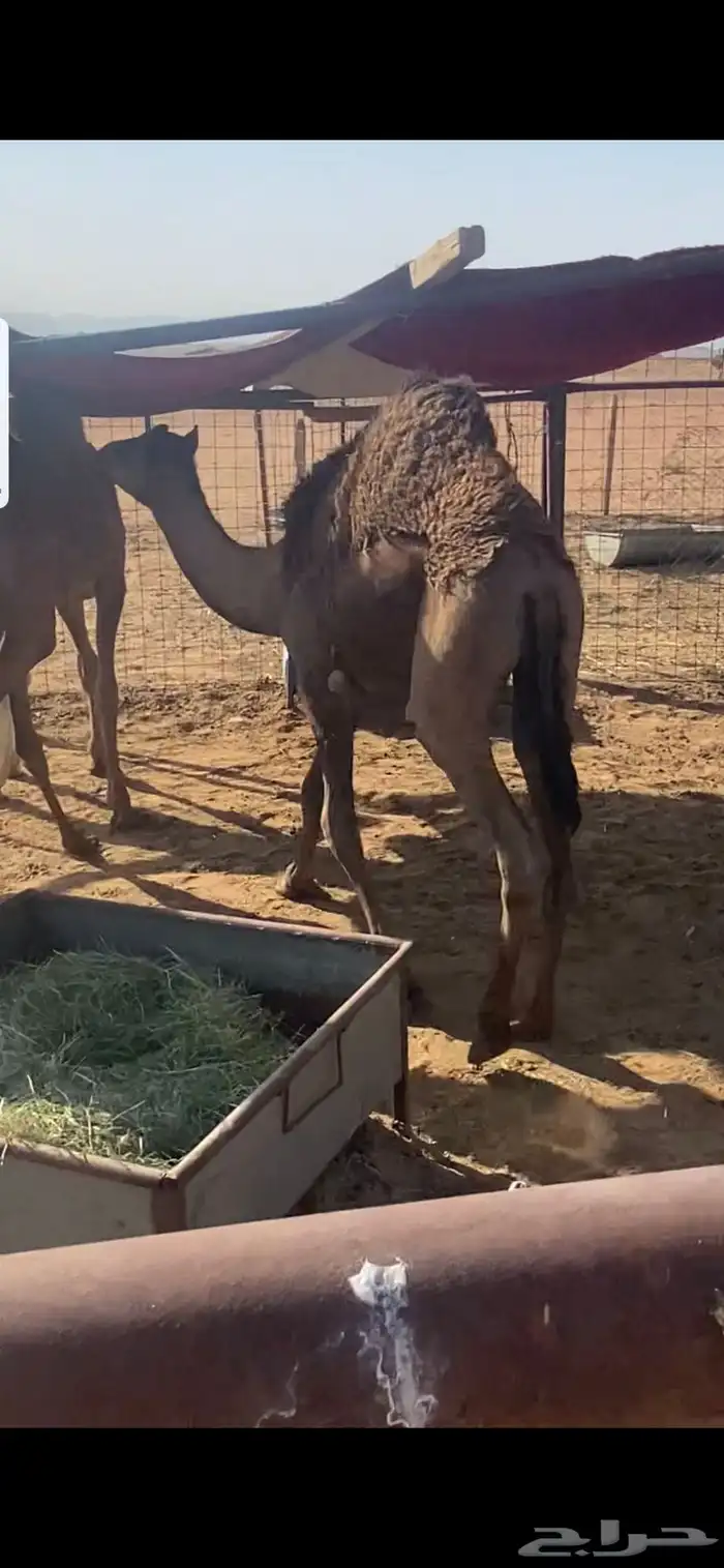 للبيع قعود طيب العمر 7 شهور تقريباء 0