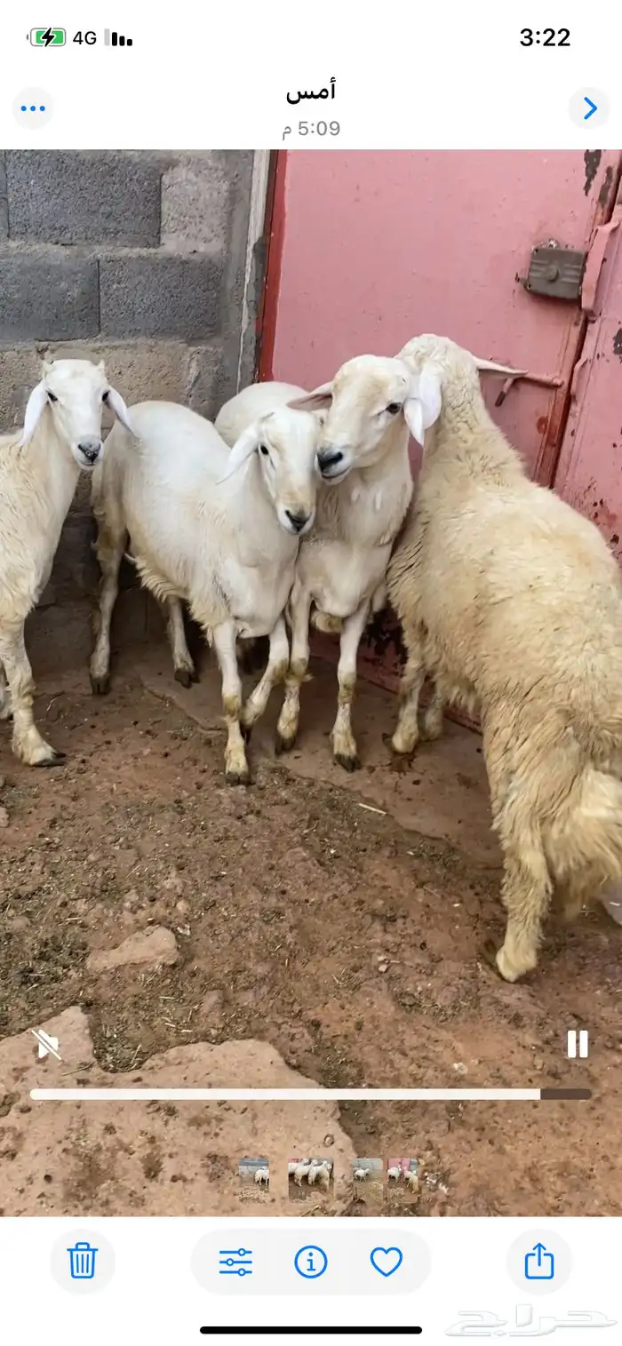 خرفان للبيع مبادي فل شحم بدون مسمنات على شعير وبرسيم اخضر 4