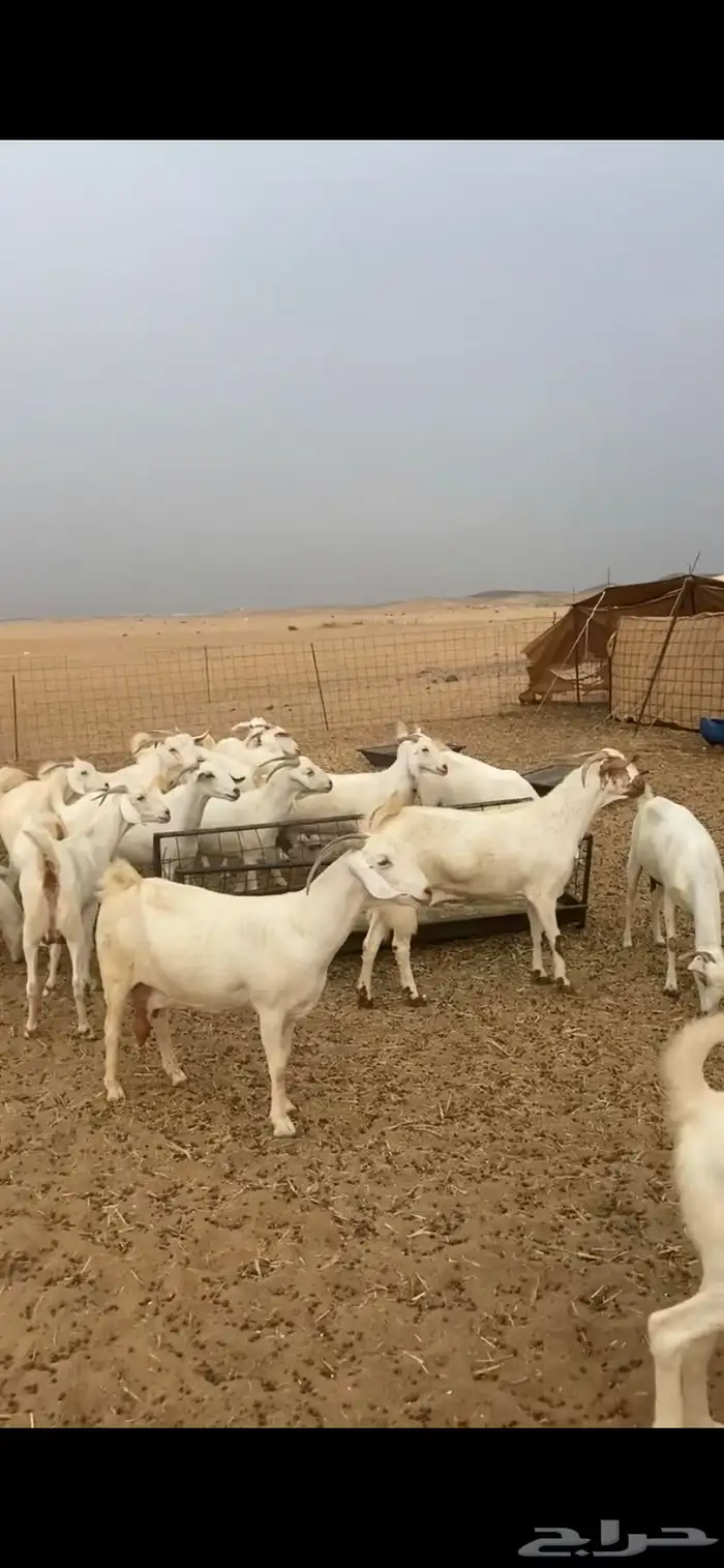 معزا برص صنف الصنف مراح واحد جنب 4