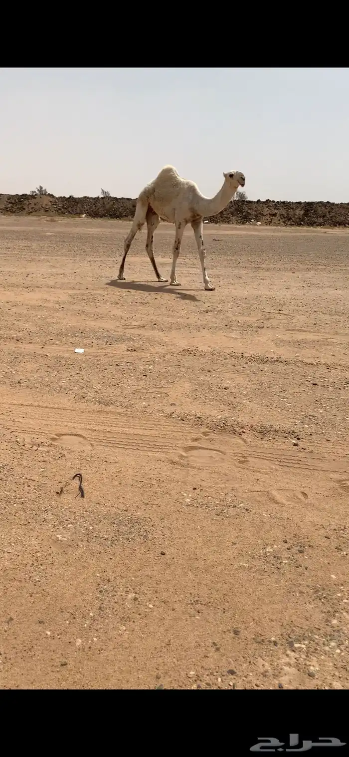 قعود حوار اوضح على صدام ابن قريع 0