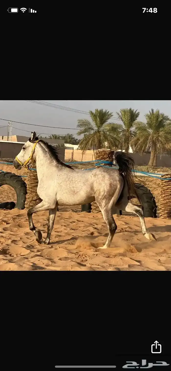 خيل شعبي للبيع 2