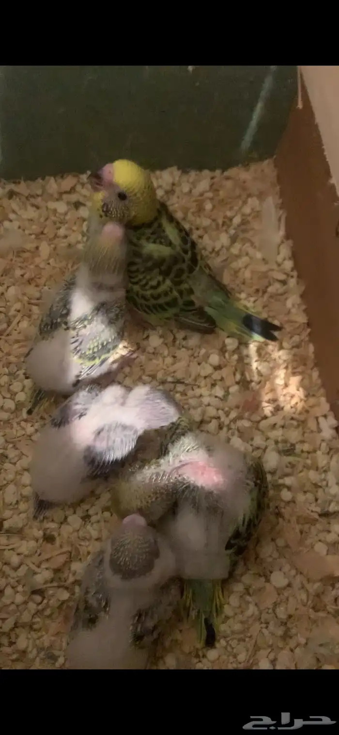 جوزين باجي كل جوز معو تم البيع 3
