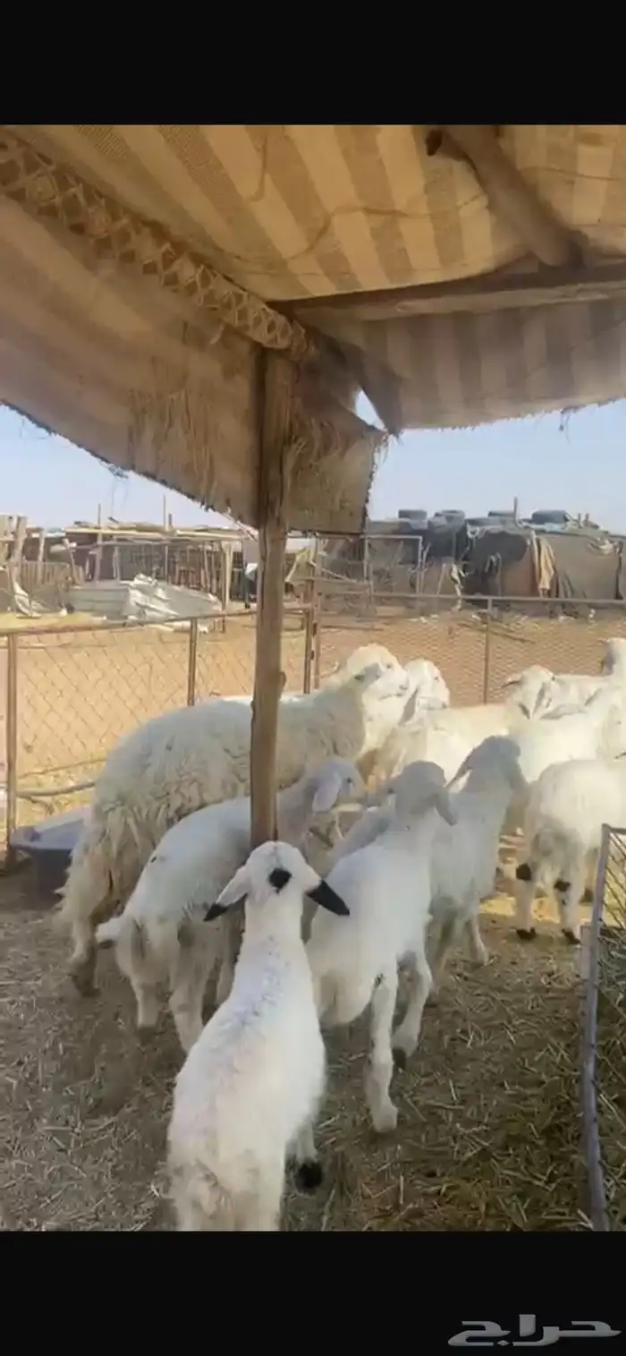 غنم مواليد 4