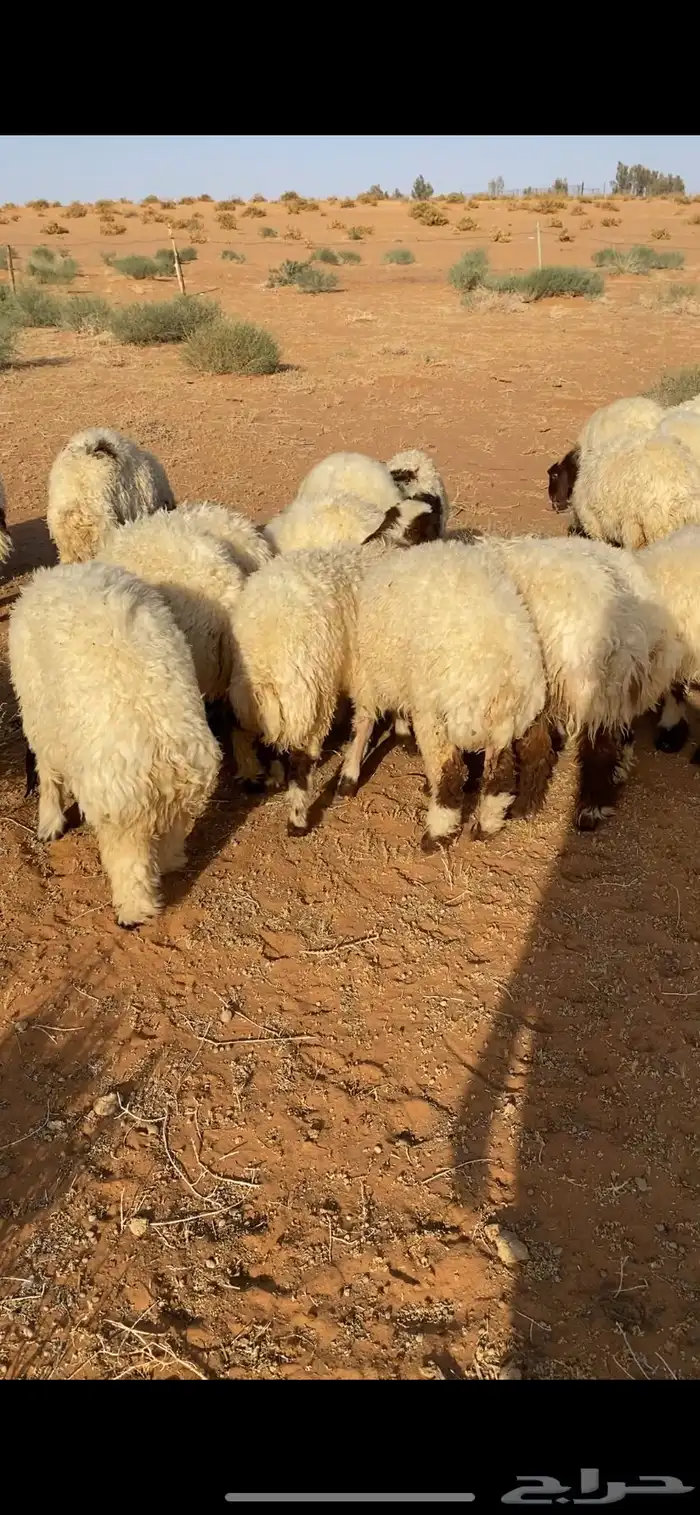 خرفان نعيم 3