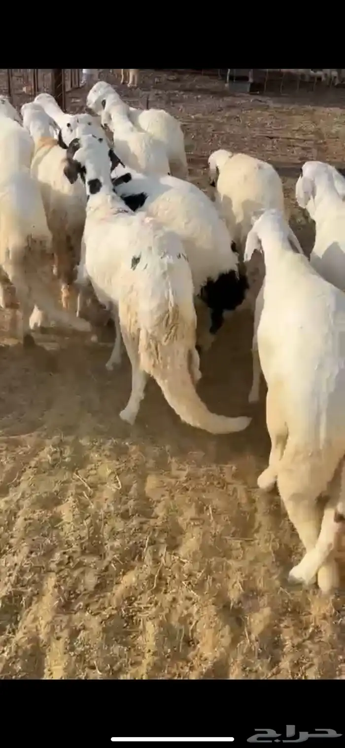 سواكن مرابي 2