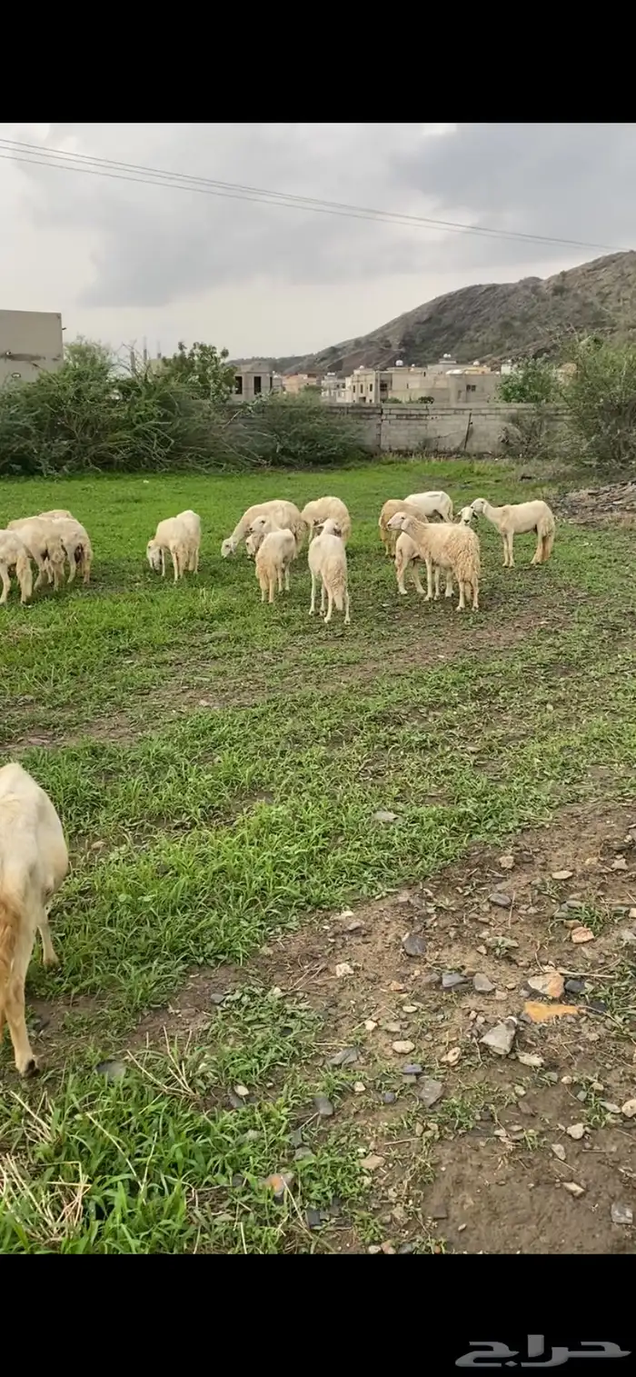ضان مقاني مراح 0