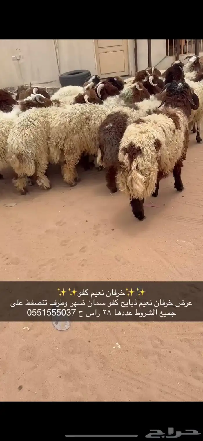 خرفان نعيم كفو 1