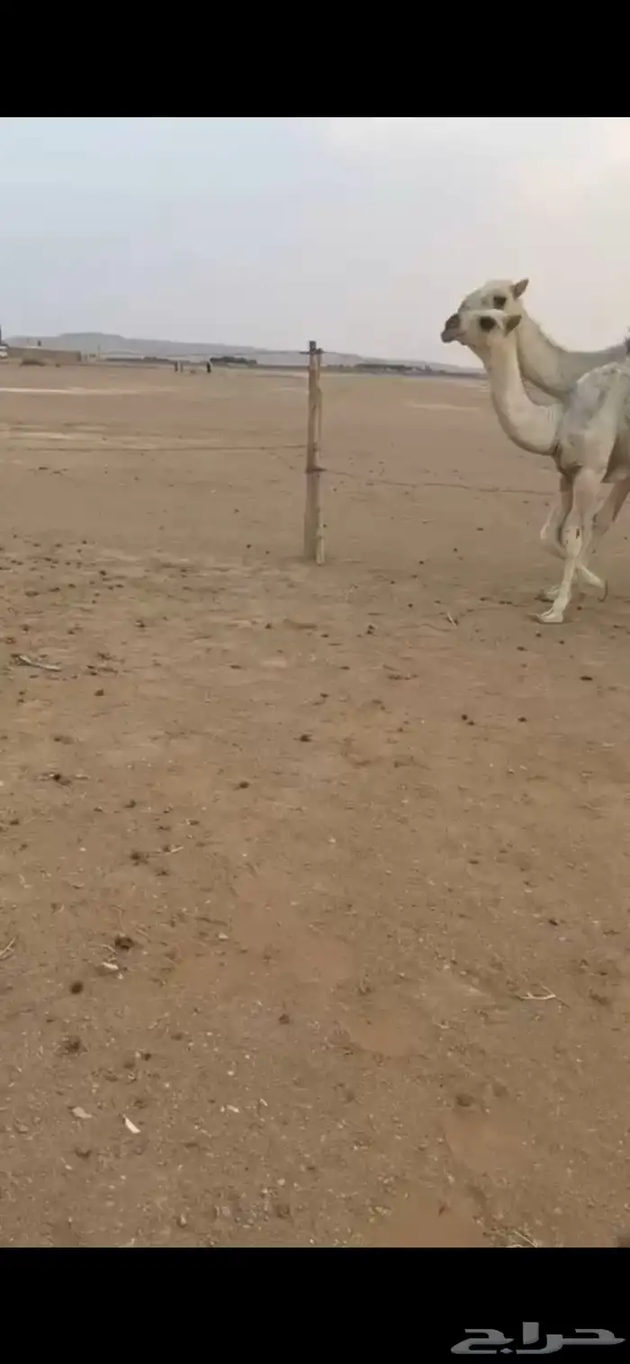 تم البيع تم البيع بكر عشرا كفووو معها بكره كفو 1