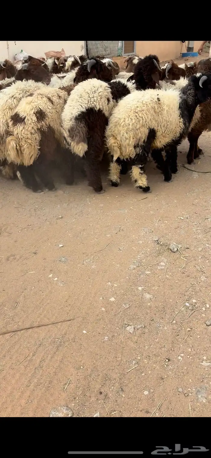خرفان نعيم كفو 3