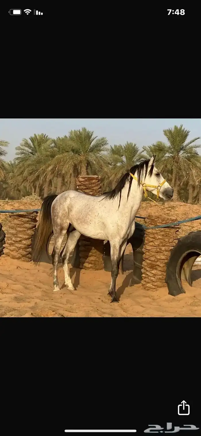 خيل شعبي للبيع 0