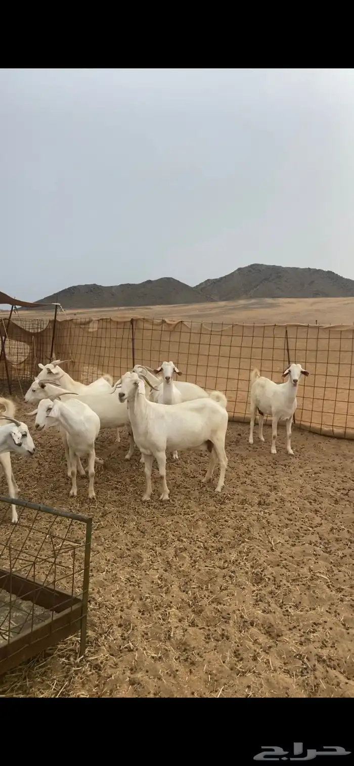 معزا برص صنف الصنف مراح واحد جنب 6