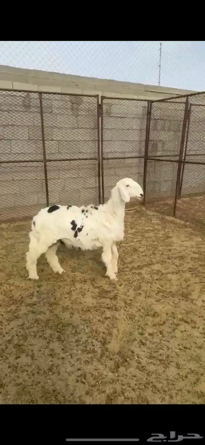 جذعه سمين للبيع 0