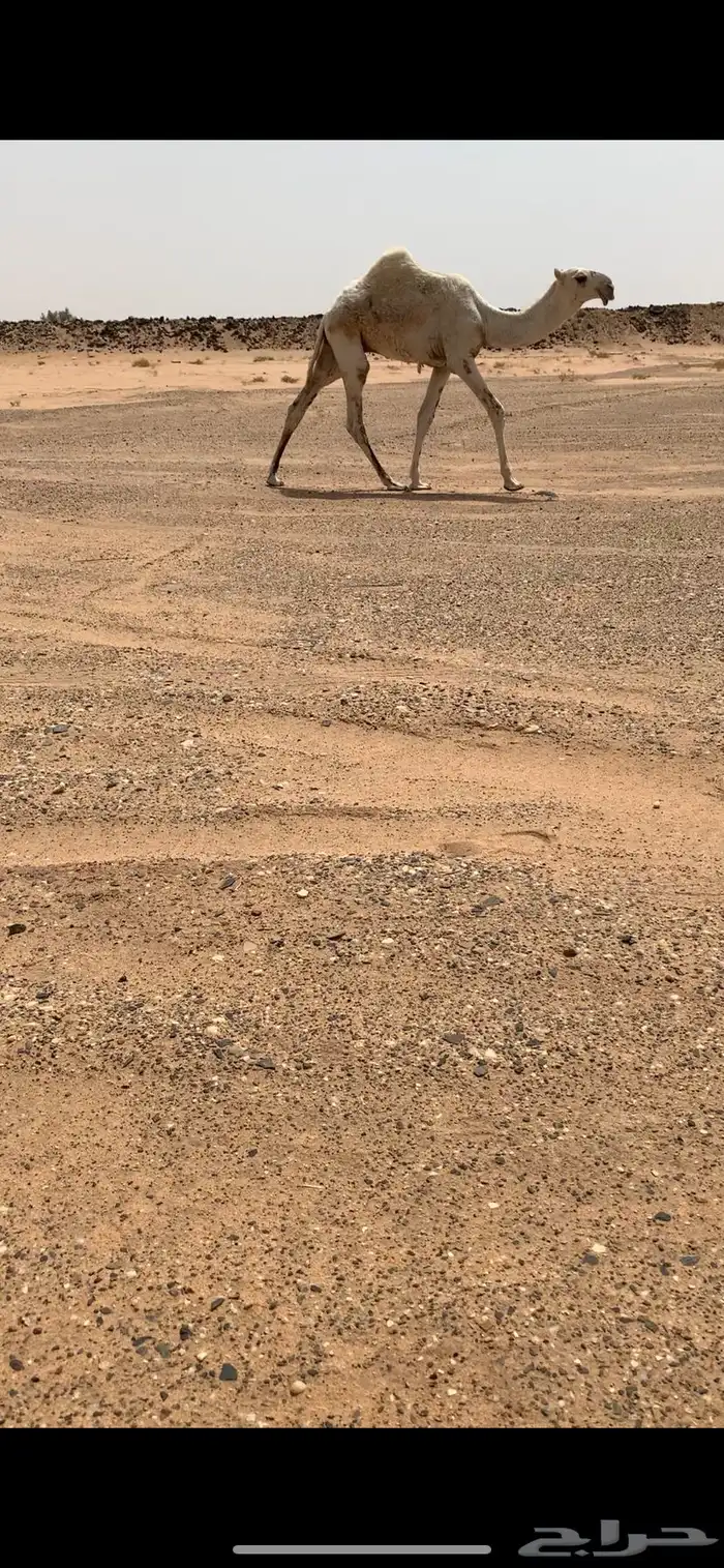 قعود حوار اوضح على صدام ابن قريع 3