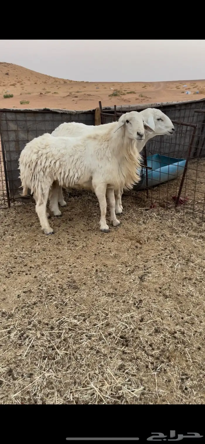 فحول حريات 3
