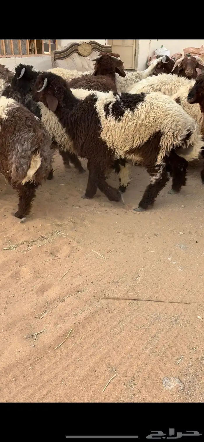 خرفان نعيم كفو 4