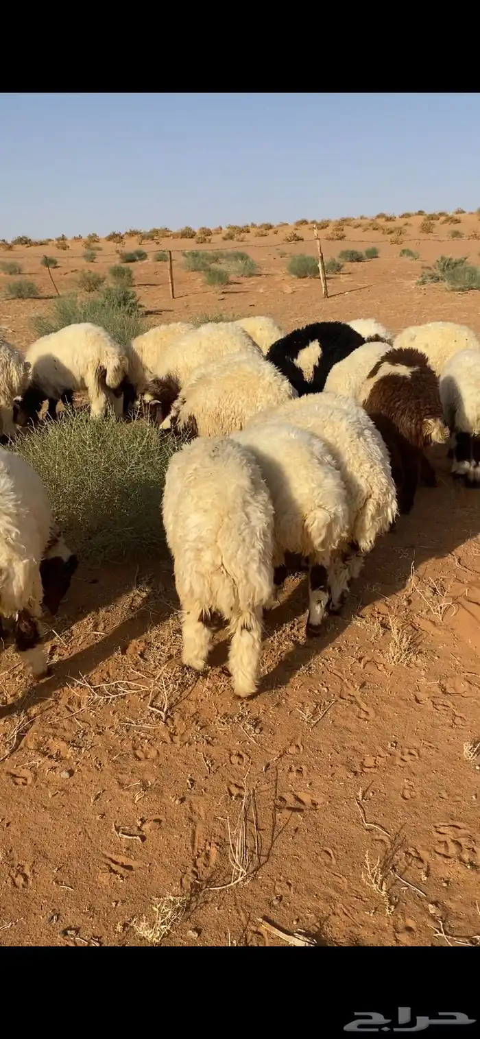 خرفان نعيم 1