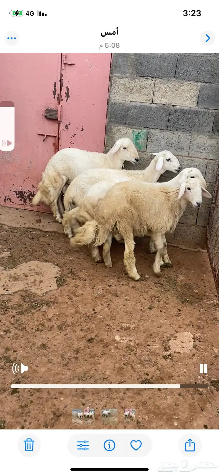 خرفان للبيع مبادي فل شحم بدون مسمنات على شعير وبرسيم اخضر 0