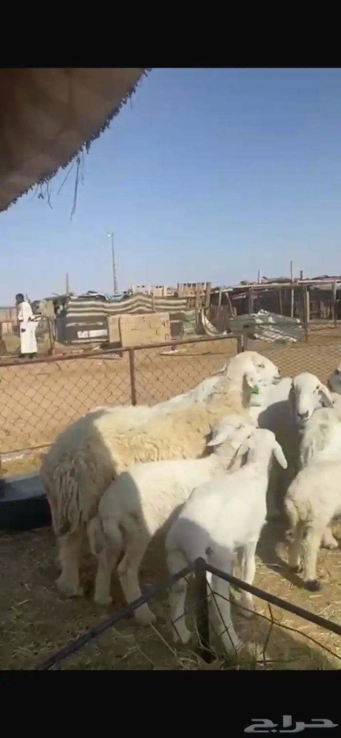 غنم مواليد 5