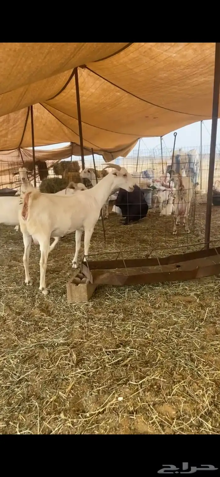معزا برص صنف الصنف مراح واحد جنب 2