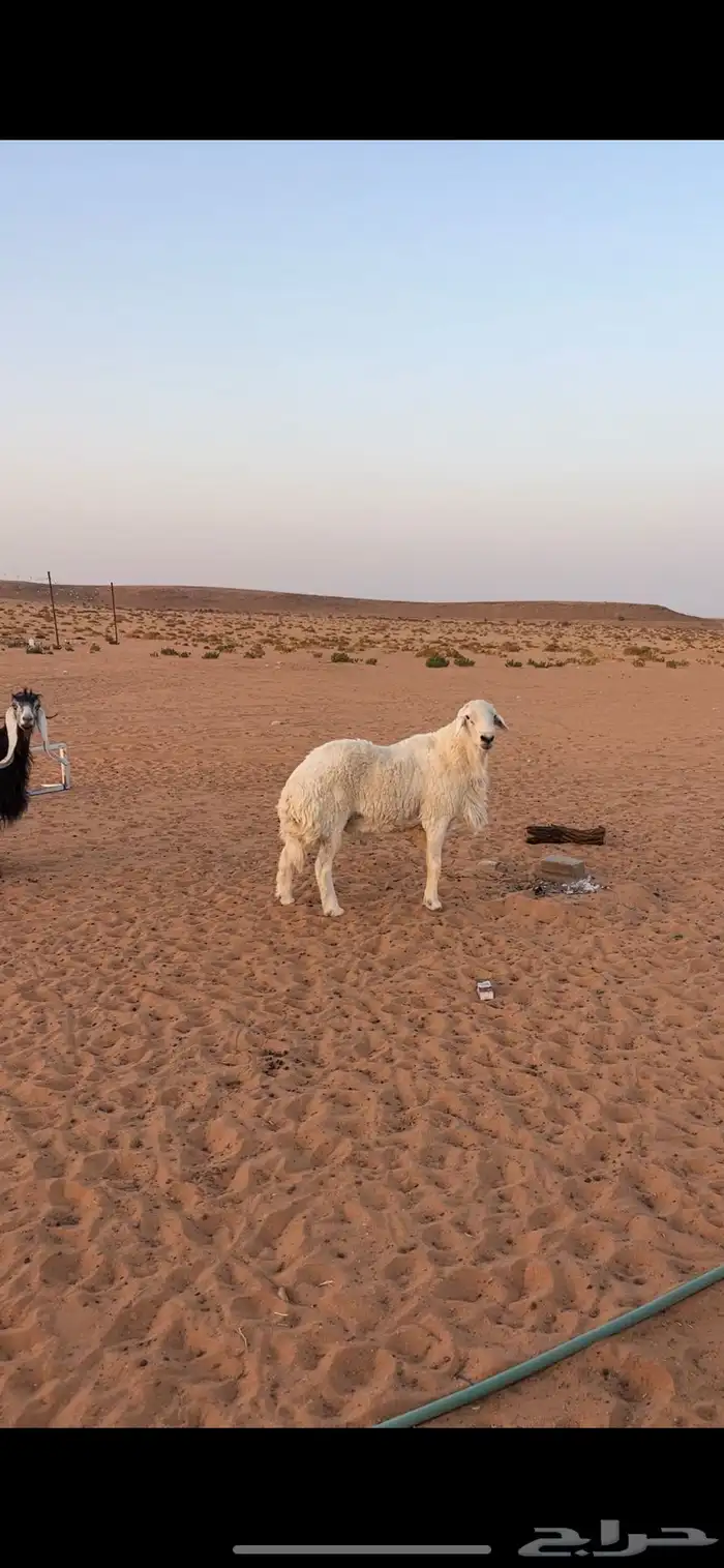فحول حريات 1