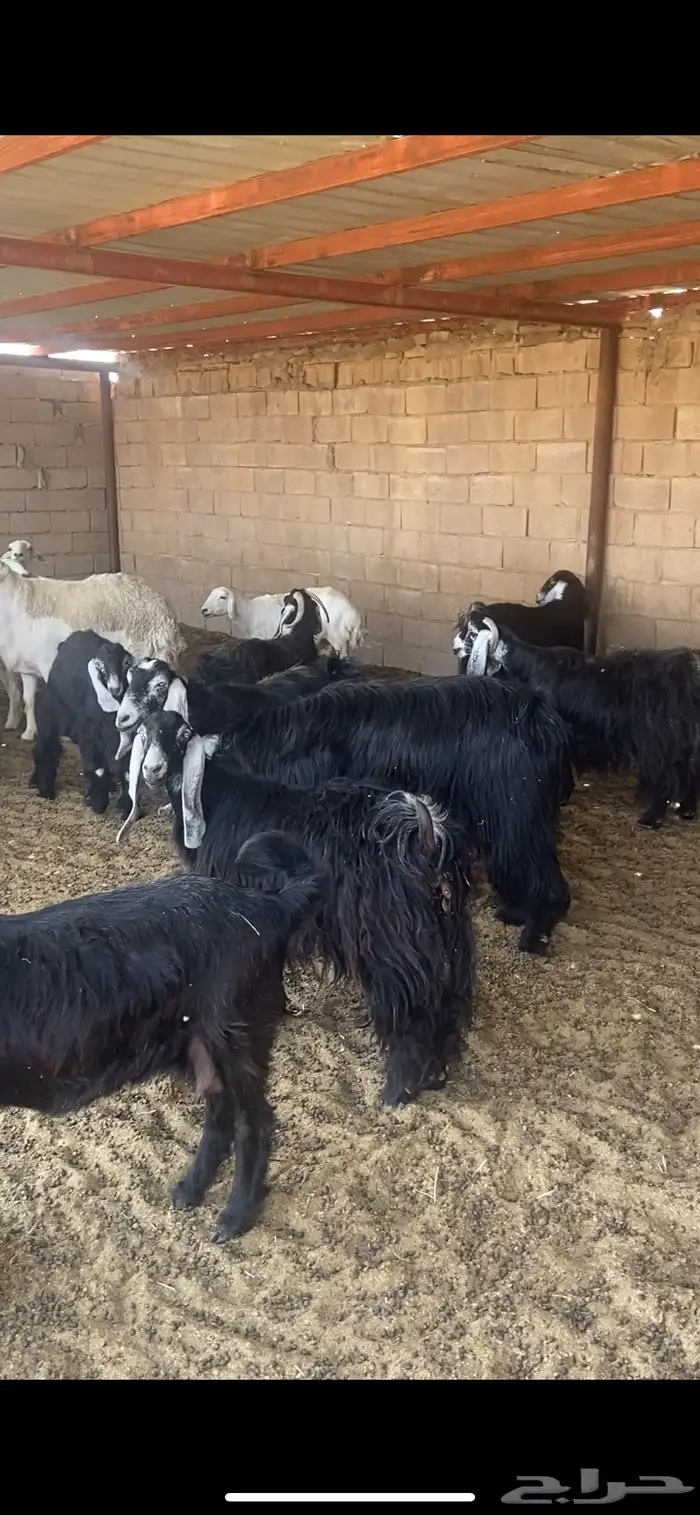 للبيع مراح عدد 44 3