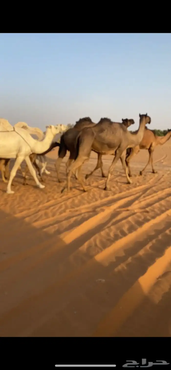 حصان شعبي عمره سنه مع البل مشروط من اي عذروب 3