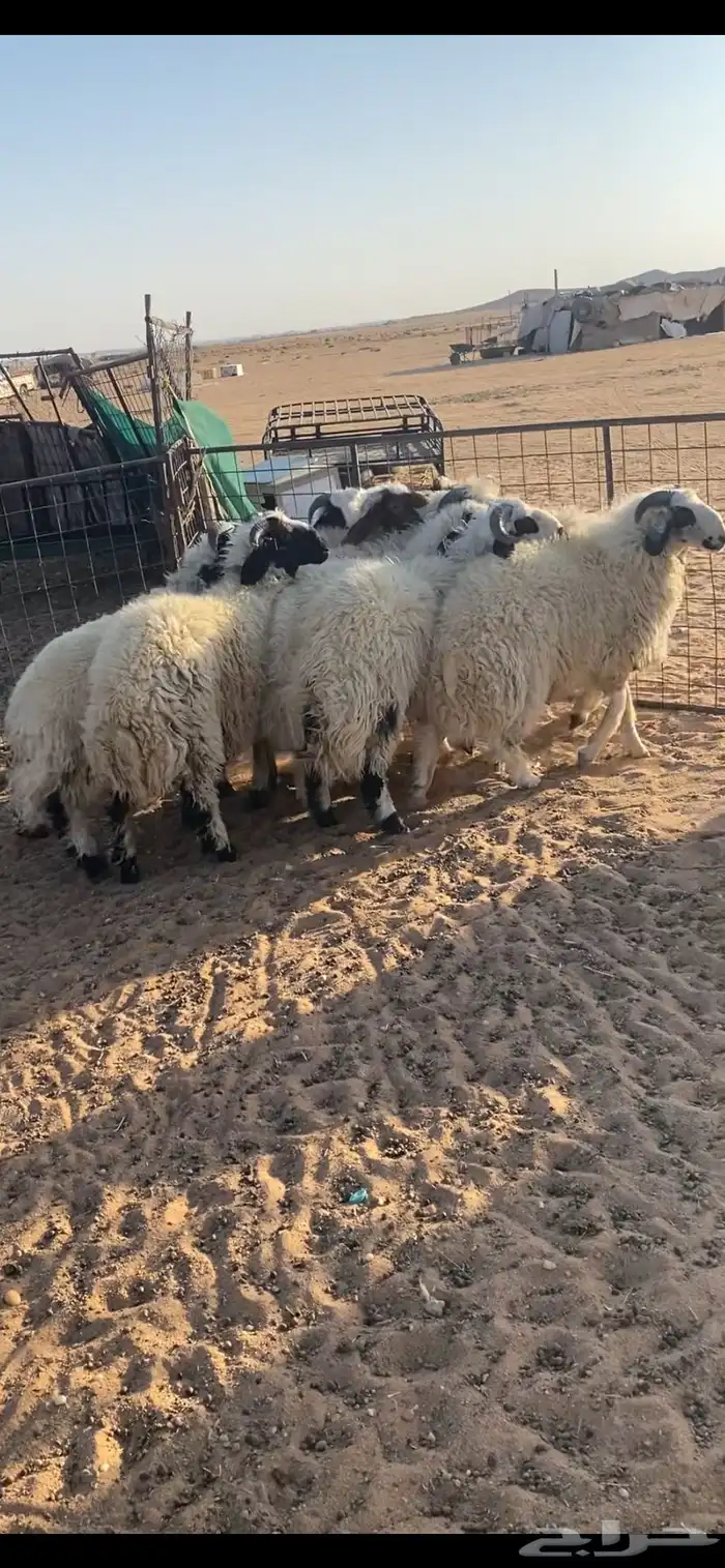 ذبايح طيييبه تم البيع 2