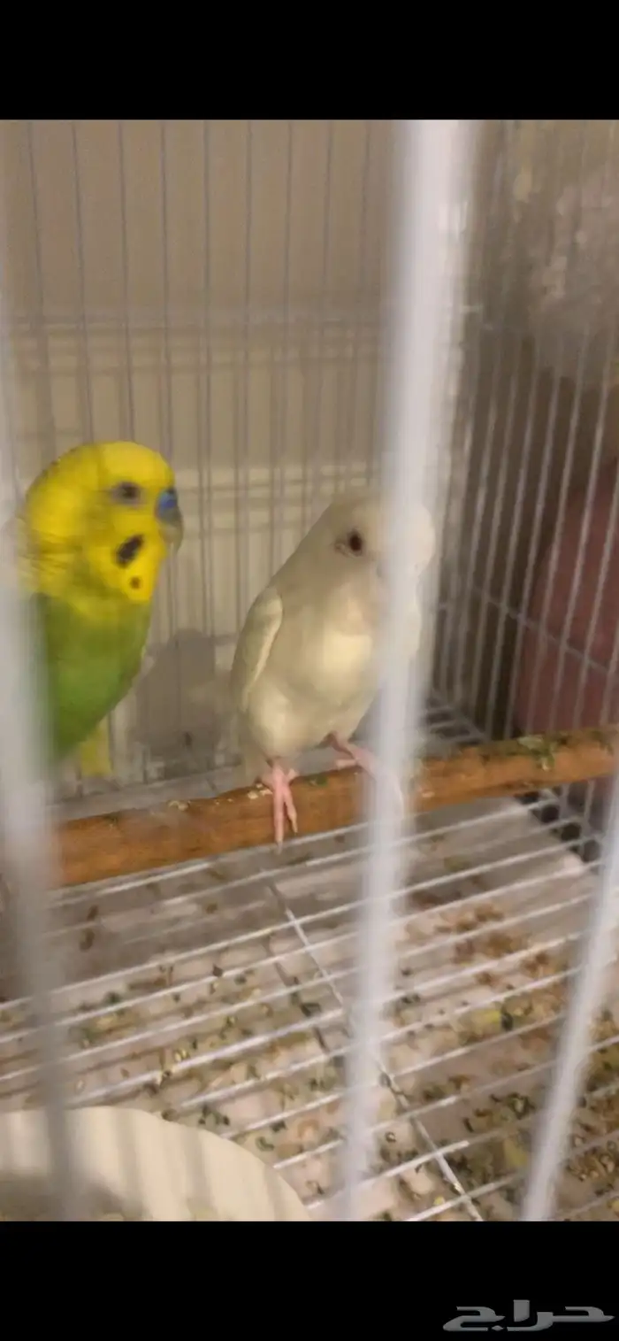 جوزين باجي كل جوز معو تم البيع 2