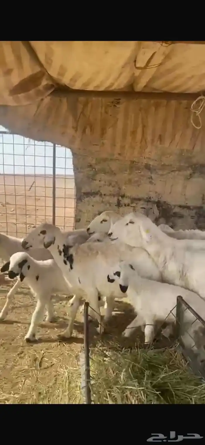 غنم مواليد 2
