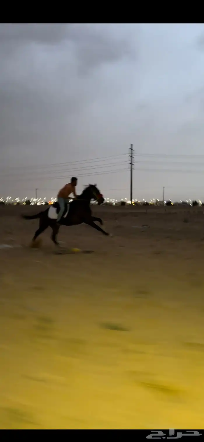 حصان انتاج خط سرعه 1